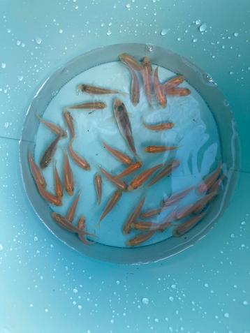 Baby koi van japanse oudere dieren 60cm zie omschrijving beschikbaar voor biedingen