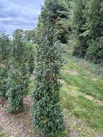 Portugese laurier, Tuin en Terras, Ophalen of Verzenden, Laurier, Haag, 100 tot 250 cm