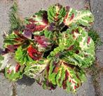 Coleus Kong Siernetel 3x Kleurrijke🌈kamerplant🪴OPHALEN🪴, Ophalen, Overige soorten, Halfschaduw, In pot
