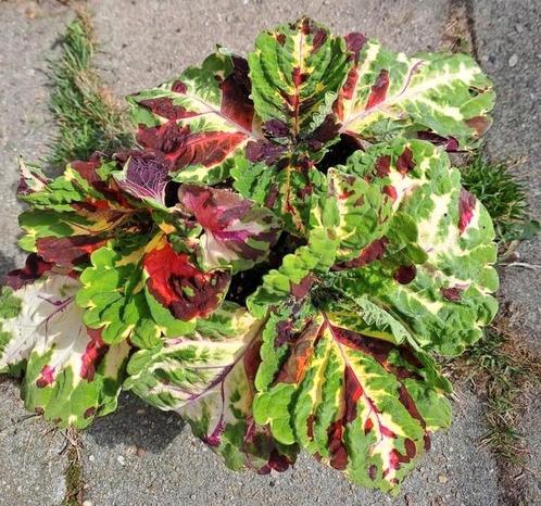 Coleus Kong Siernetel 3x Kleurrijke🌈kamerplant🪴OPHALEN🪴, Huis en Inrichting, Kamerplanten, Overige soorten, Minder dan 100 cm