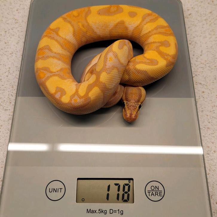 Ballpython Banana Enchi Yellow Belly Calico 1.0 man