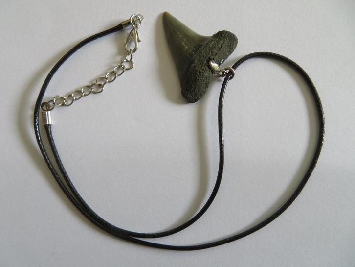 Ketting met haaientand(€5,00), ca.5 miljoen jaar, Antwerpen, Verzamelen, Mineralen en Fossielen, Fossiel, Ophalen of Verzenden