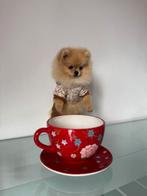 Teacup pomeranian bearface pomeriaan FCI extreem klein bear, Dieren en Toebehoren, Honden | Chihuahua's en Gezelschapshonden, Rabiës (hondsdolheid)