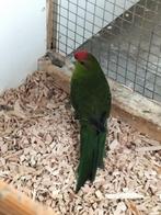 Kakariki, Dieren en Toebehoren, Vogels | Parkieten en Papegaaien, Mannelijk, Parkiet, Geringd