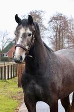 Chique 4 jarige allround merrie, klaar voor het werk!, Dieren en Toebehoren, Paarden, Merrie, Met stamboom, Dressuurpaard, 3 tot 6 jaar