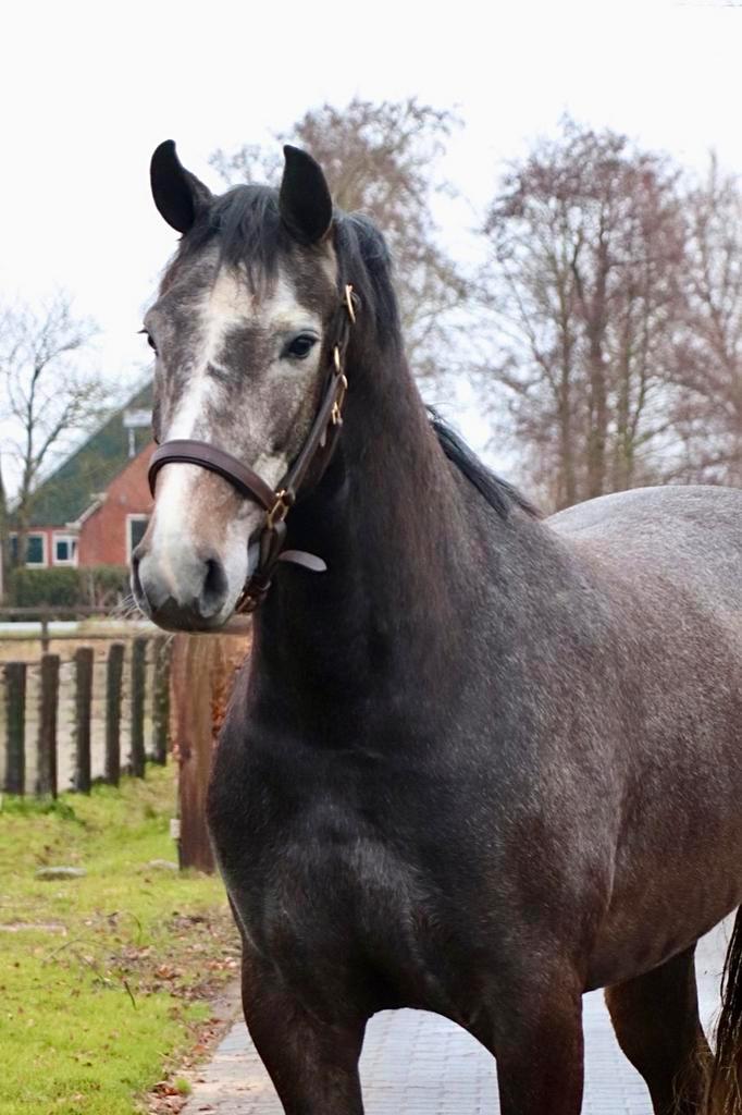 Chique 4 jarige allround merrie, klaar voor het werk!, Dieren en Toebehoren, Paarden, Merrie, Onbeleerd, 165 tot 170 cm, 3 tot 6 jaar