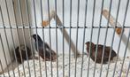Trio chinese dwerg kwartels, Dieren en Toebehoren, Meerdere dieren, Tropenvogel