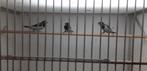 Molukse brozemannetjes (molucca), Meerdere dieren, Tropenvogel, Geringd