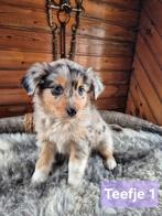 Golden retriever x Berner Sennen x Australian shepherd, Dieren en Toebehoren, Nederland, Meerdere, Meerdere dieren, Fokker | Professioneel