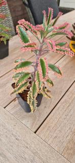 Kalanchoë pink butterfly variegata, Huis en Inrichting, Ophalen, Overige soorten, Minder dan 100 cm