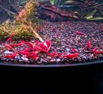 Neocaridina Red Sakura garnalen, Rode aquarium garnalen, Kreeft, Krab of Garnaal, Zoetwatervis, Schoolvis