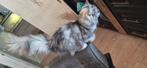 Pers.maincoon, Dieren en Toebehoren, Katten en Kittens | Raskatten | Langhaar, Poes, Gechipt