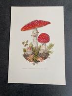 10 prenten soorten paddestoelen  samen 20 euro, Antiek en Kunst, Ophalen of Verzenden, Natuur en Biologie