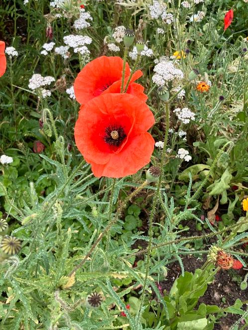 zaden klaproos rood, groot of klein, Tuin en Terras, Bloembollen en Zaden, Zaad, Volle zon, Ophalen of Verzenden