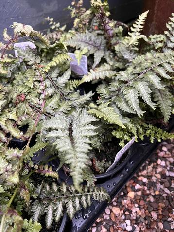 Zwarte varen japanse tuin  beschikbaar voor biedingen