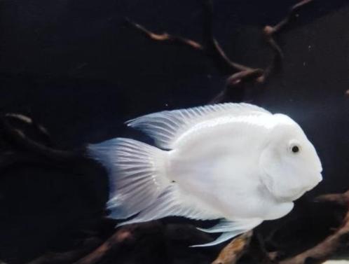 Papegaai cichlide wit - Koidream Valburg, Dieren en Toebehoren, Vissen | Aquariumvissen, Zoetwatervis, Vis