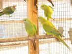 te koop een koppel baraband parkieten, Dieren en Toebehoren, Vogels | Parkieten en Papegaaien, Meerdere dieren, Parkiet, Geringd