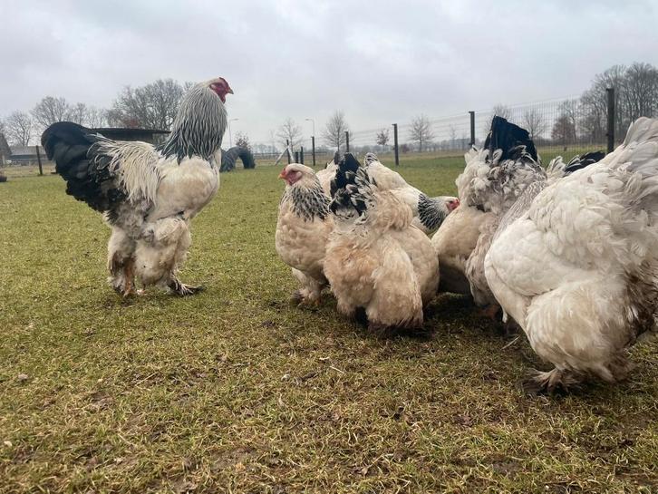 Brahma zwart / blauw  wit Columbia kuikens/broedeieren, Dieren en Toebehoren, Pluimvee, Kip, Meerdere dieren