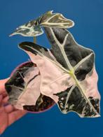 Alocasia Amazonica Snowflake p12