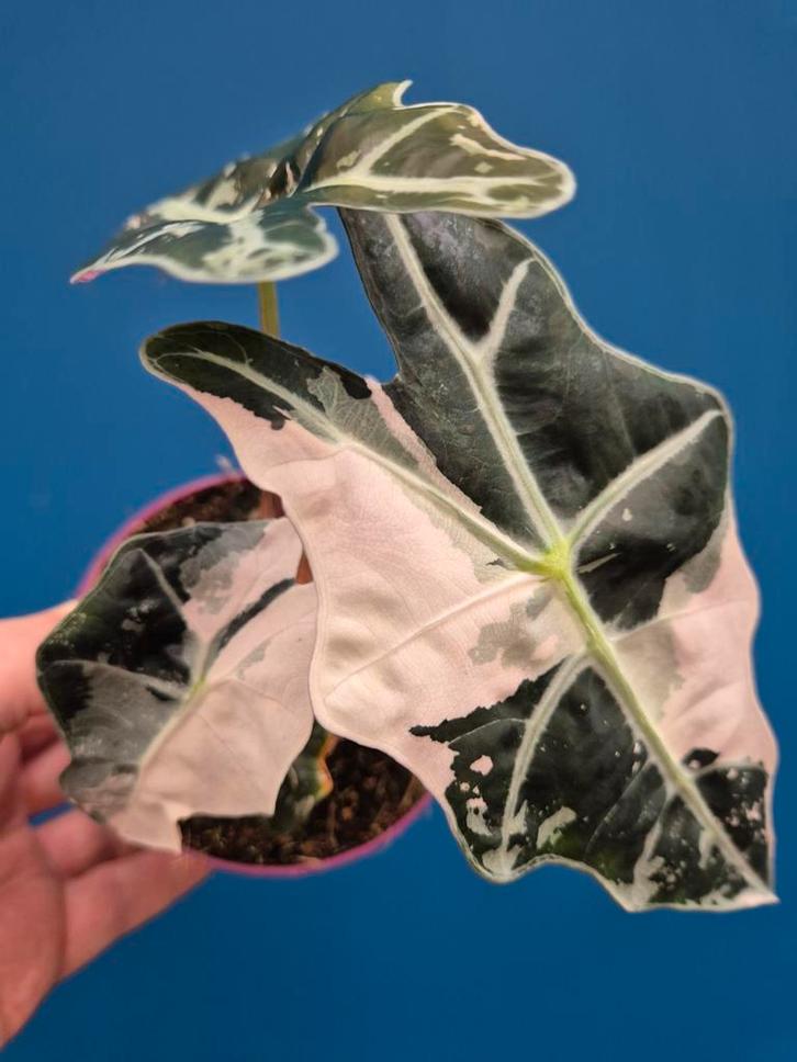 Alocasia Amazonica Snowflake p12, Huis en Inrichting, Kamerplanten, Minder dan 100 cm, Halfschaduw, Ophalen of Verzenden