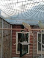 Kakarikie, Dieren en Toebehoren, Vogels | Parkieten en Papegaaien, Mannelijk, Parkiet, Tam