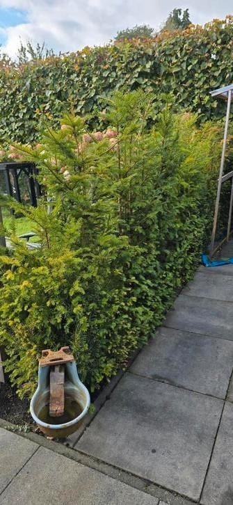 taxus haag 5 meter. (Jaartje oud) beschikbaar voor biedingen