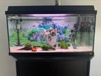 Aquarium te koopcompleet ingericht met filter en accessoires, Dieren en Toebehoren, Ophalen, Nieuw, Gevuld zoetwateraquarium