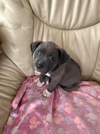 American bully, Dieren en Toebehoren, Rabiës (hondsdolheid), 8 tot 15 weken, Teef, Groot