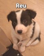 Australische herder x Border collie, Dieren en Toebehoren, Honden | Herdershonden en Veedrijvers, Parvo, 8 tot 15 weken, Collie