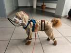 Fullbody honden regenjas maat S, Dieren en Toebehoren, Hondenkleding, Ophalen of Verzenden, Hondenregenjas