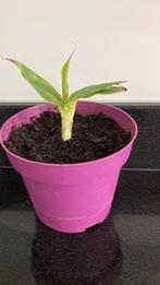MUSA/ BANAAN/BANANENPLANT, Huis en Inrichting, Fruitplant, Minder dan 100 cm, Bloeiende kamerplant, Halfschaduw
