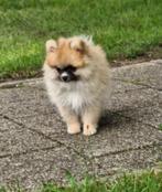 Pomeriaan | Pomeranian pups met stamboom FCI– geboren 27-04, Dieren en Toebehoren, Keeshond, 8 tot 15 weken, CDV (hondenziekte)