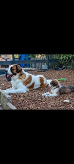 Verwacht Sint Bernard  x Engelse Mastiff, Groot, Meerdere, Meerdere dieren, Nederland