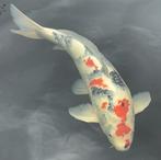 Showa koi karper 55-60cm, Dieren en Toebehoren, Karper of Koi