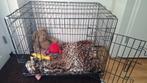 Honden Benche, Dieren en Toebehoren, Ophalen, Gebruikt