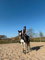 Stalling shetland tot d pony te huur, Dieren en Toebehoren, Stalling en Weidegang, Stalling