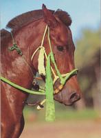Paarden Paard Tinker Kopstudie Oude ongelopen Ansichtkaart, Ophalen of Verzenden, 1980 tot heden, Ongelopen, Paard