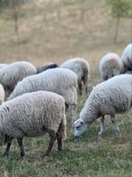 Koppel rammen, Dieren en Toebehoren, Mannelijk, Schaap