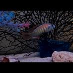 Victoria cichliden pundamilia nyererei, Dieren en Toebehoren, Vissen | Aquariumvissen, Vis