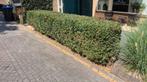 Buxus GRATIS buxushaag, Tuin en Terras, Planten | Struiken en Hagen, Ophalen of Verzenden, Buxus, Minder dan 100 cm