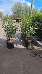 Portugese laurier Prunus lusitanica Angustifolia, Minder dan 100 cm, Laurier, Ophalen of Verzenden, Struik