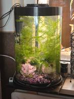 Leuke ronde Biorb aquarium, Ophalen, Gebruikt, Gevuld zoetwateraquarium