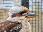 Koppel Kookaburra’s te koop/ruil, Meerdere dieren, Tropenvogel, Geringd