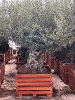 Olijfbomen ,,PROMO” compleet in Houten bak 100/100 en 80/80, Ophalen, Volle zon, Olijfboom, 100 tot 250 cm