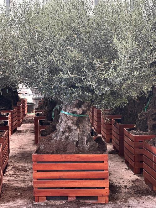 Olijfbomen ,,PROMO” compleet in Houten bak 100/100 en 80/80, Tuin en Terras, Planten | Bomen, Olijfboom, 100 tot 250 cm, Volle zon