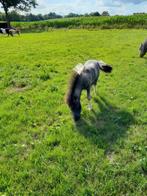 Te koop minishetland hengstveulentje, Merrie, Niet van toepassing, Recreatiepony, Gechipt