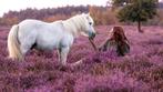 Lease pony aangeboden nistelrode, Dieren en Toebehoren, Ophalen of Verzenden