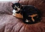 mooie Selma wil graag eigen familie., Dieren en Toebehoren, Katten en Kittens | Overige Katten, Poes, Kortharig, 0 tot 2 jaar