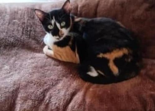 mooie Selma wil graag eigen familie., Dieren en Toebehoren, Katten en Kittens | Overige Katten, Kortharig, Poes, 0 tot 2 jaar