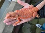Weer mooie baardagamen beschikbaar  interessante kweeklijn, Dieren en Toebehoren, Reptielen en Amfibieën, Hagedis, Tam, 0 tot 2 jaar